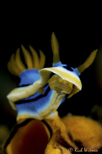 Chromodoris Annae in Anilao.  D300/Inon Strobes/105mm. by Richard Witmer 